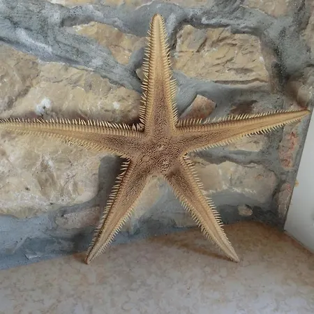 Diny With Pool * Pinezići