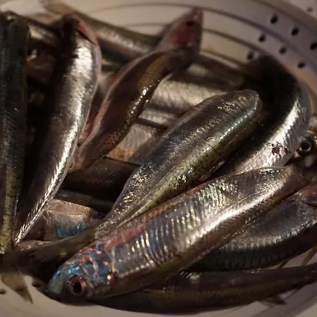 Diny With Pool Vakantiehuis Pinezići