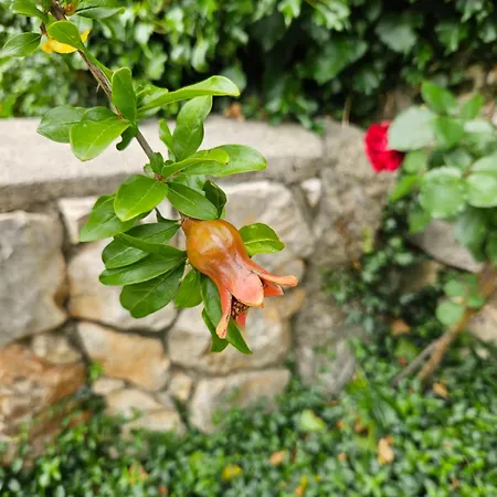 Dom wakacyjny Diny With Pool *